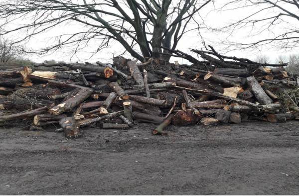 Photo of timber stockpile